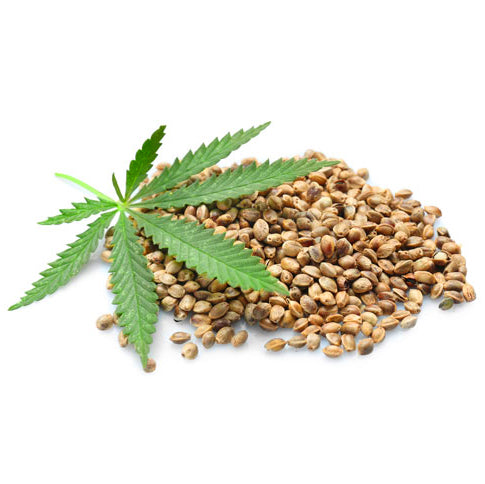 The Art Of Germinating Cannabis Seeds