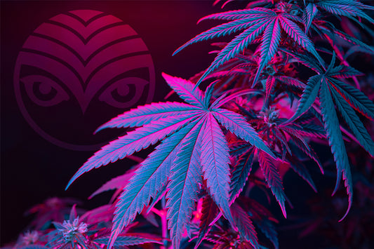 Jimmy's Cannabis Shambhala Cannabis Delivery Pre-order Info 2024